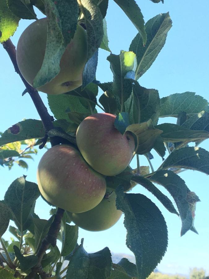 Appartamento Sa Chiriasa Monti Esterno foto