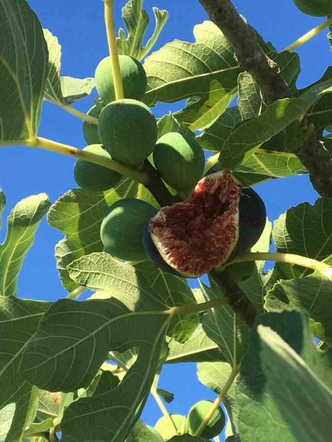 Appartamento Sa Chiriasa Monti Esterno foto