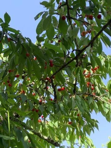 Appartamento Sa Chiriasa Monti Esterno foto